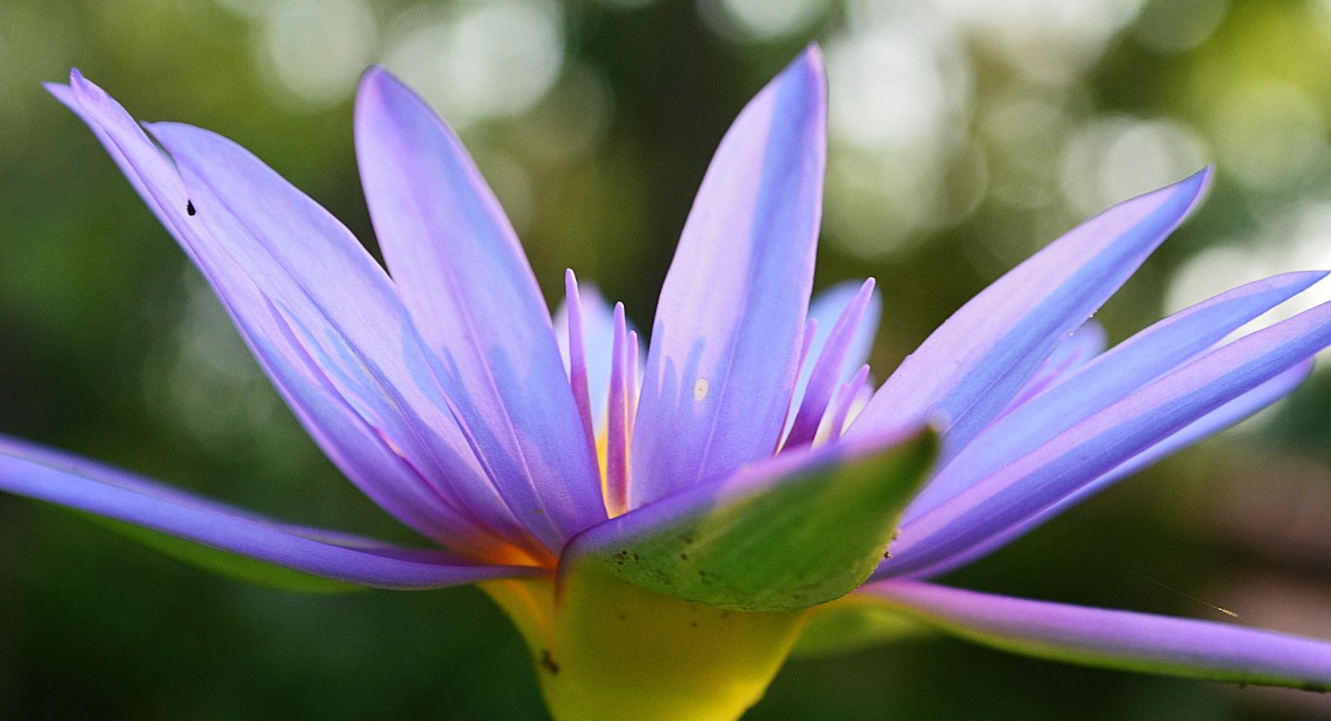 Purple Lotus at 1600 x 1200 size wallpapers HD quality