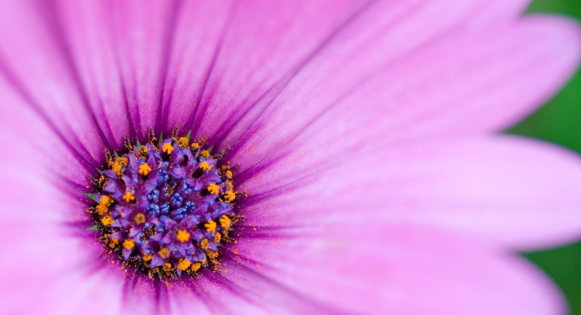 Purple Osteospermum Flower at 640 x 960 iPhone 4 size wallpapers HD quality