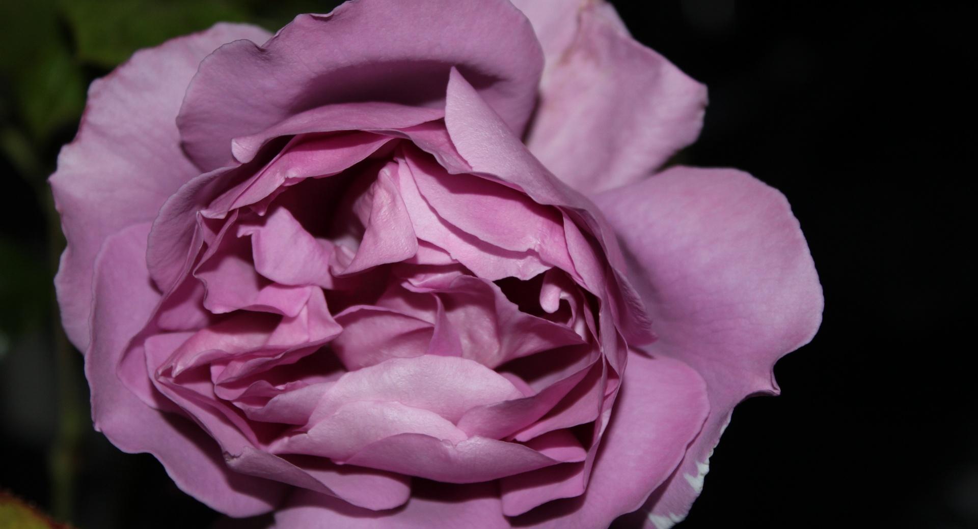 Purple Rose Just Like Silk at 320 x 480 iPhone size wallpapers HD quality