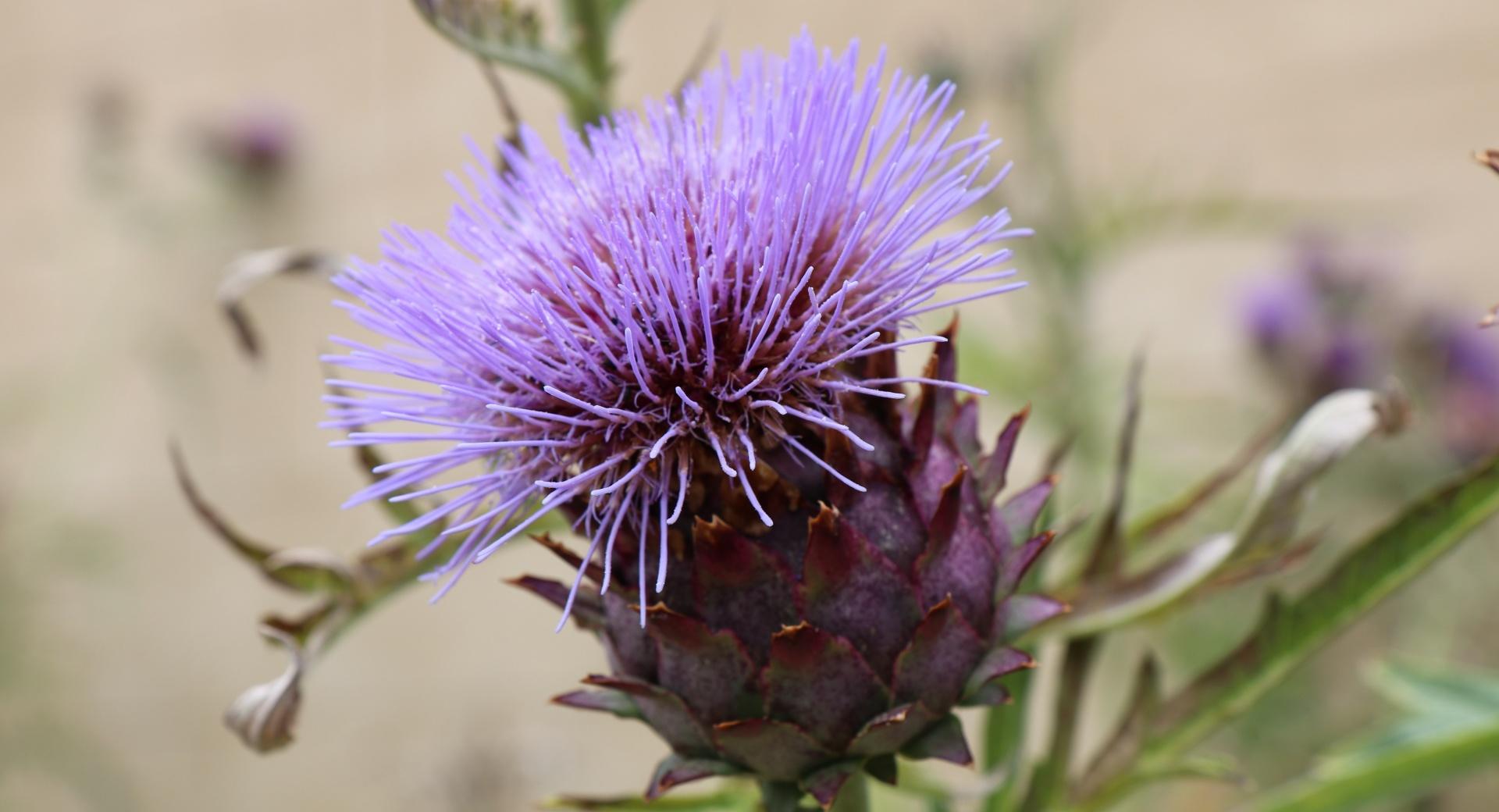 Purple Thistle Flower at 1600 x 1200 size wallpapers HD quality