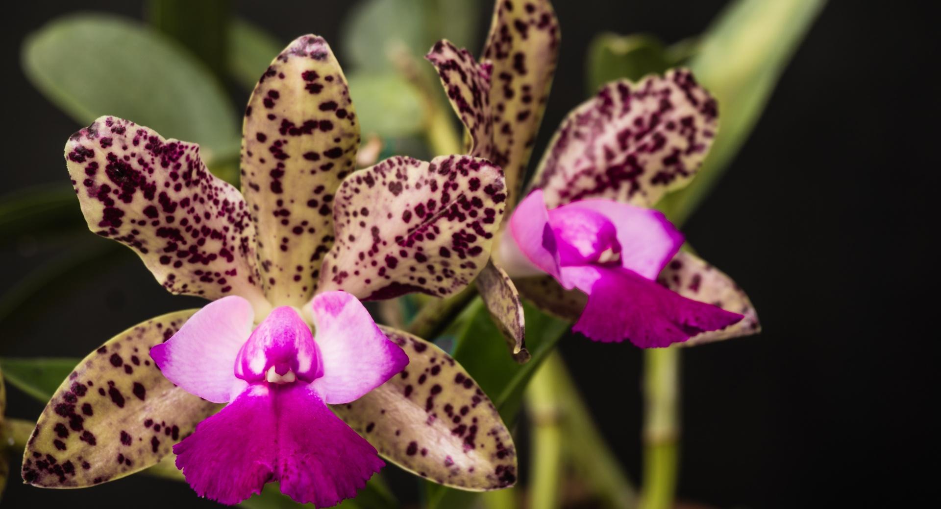 Queen Orchids wallpapers HD quality