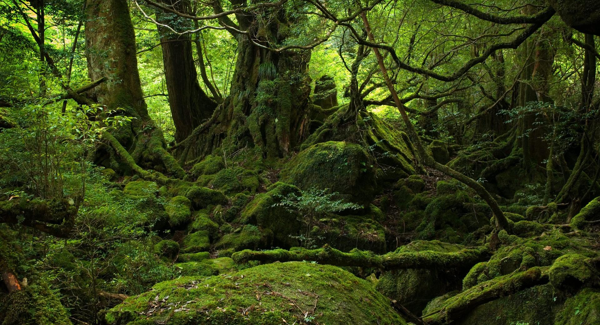 Rainforest at 1600 x 1200 size wallpapers HD quality