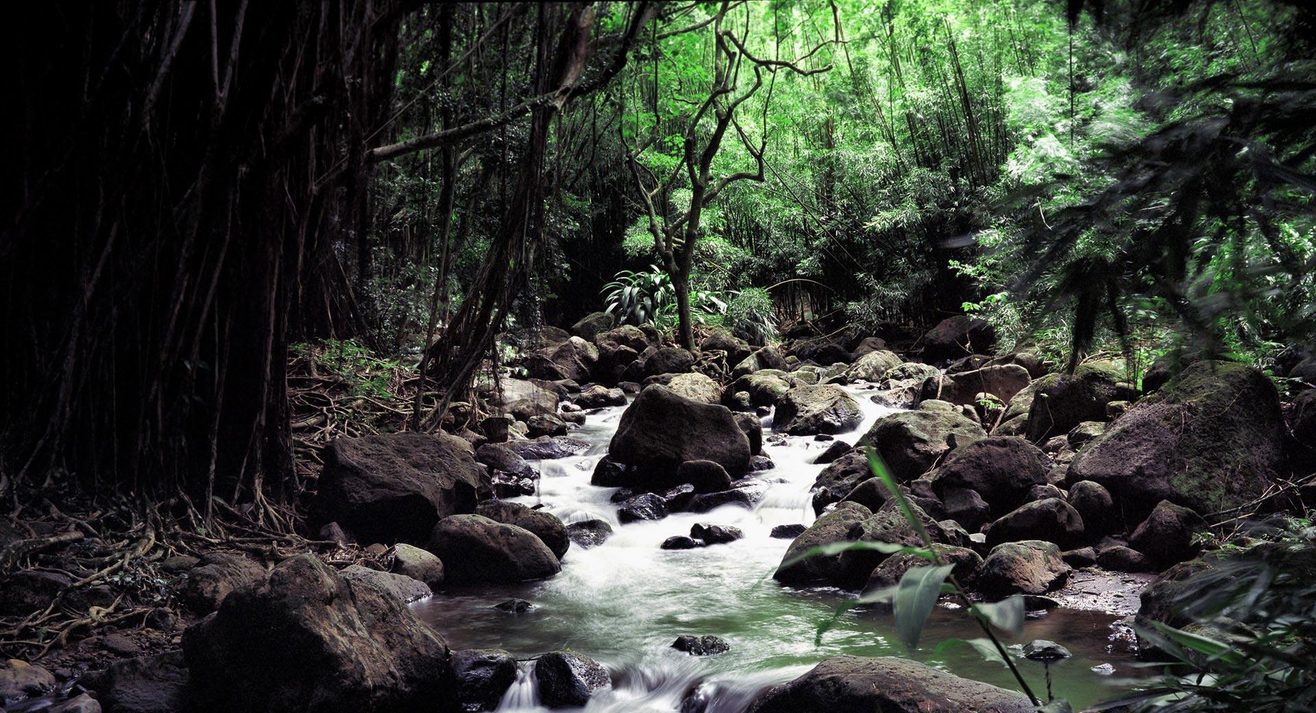 Rainforest Creek at 320 x 480 iPhone size wallpapers HD quality