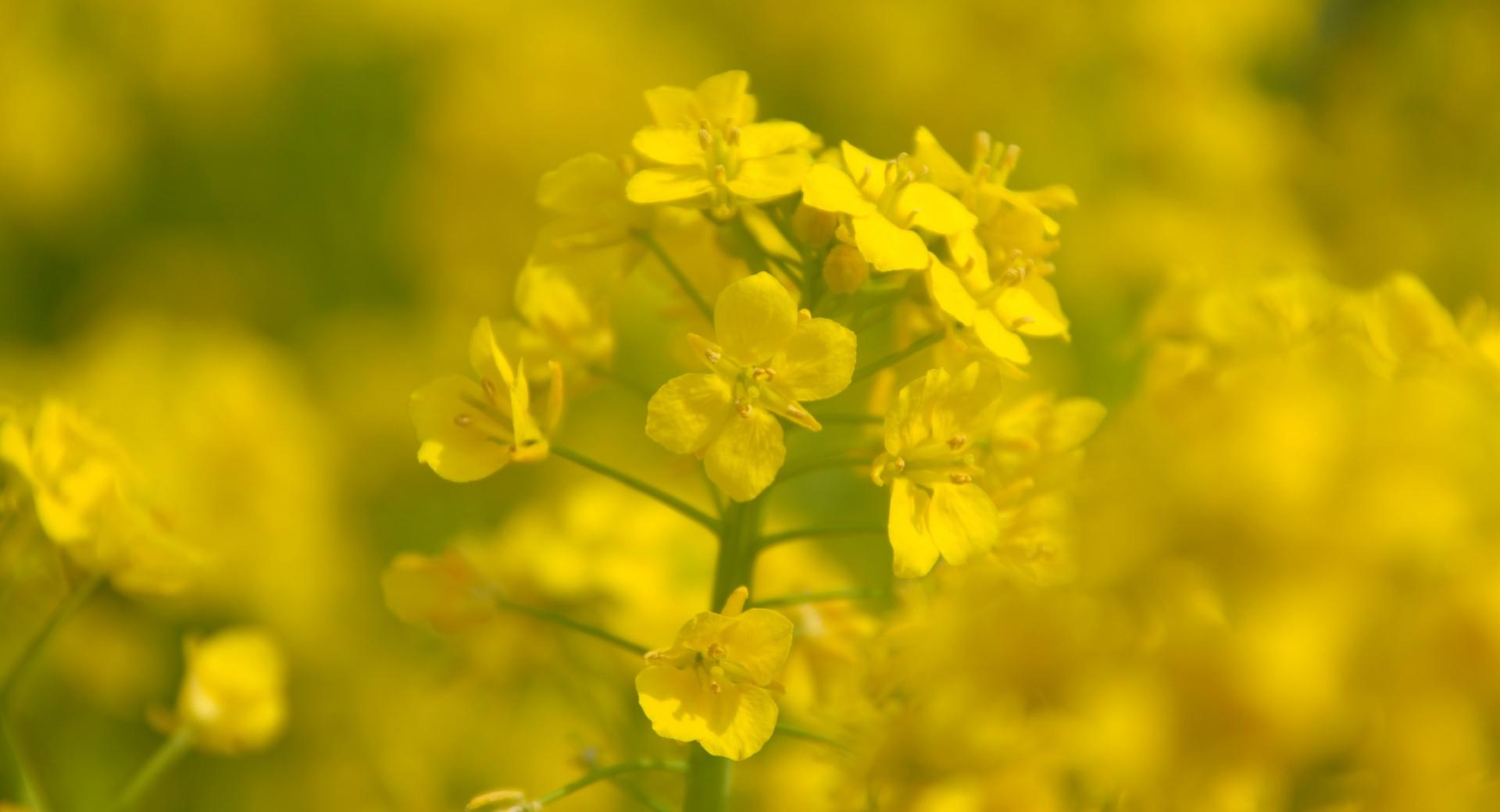 Rape Blossoms Close-up at 320 x 480 iPhone size wallpapers HD quality