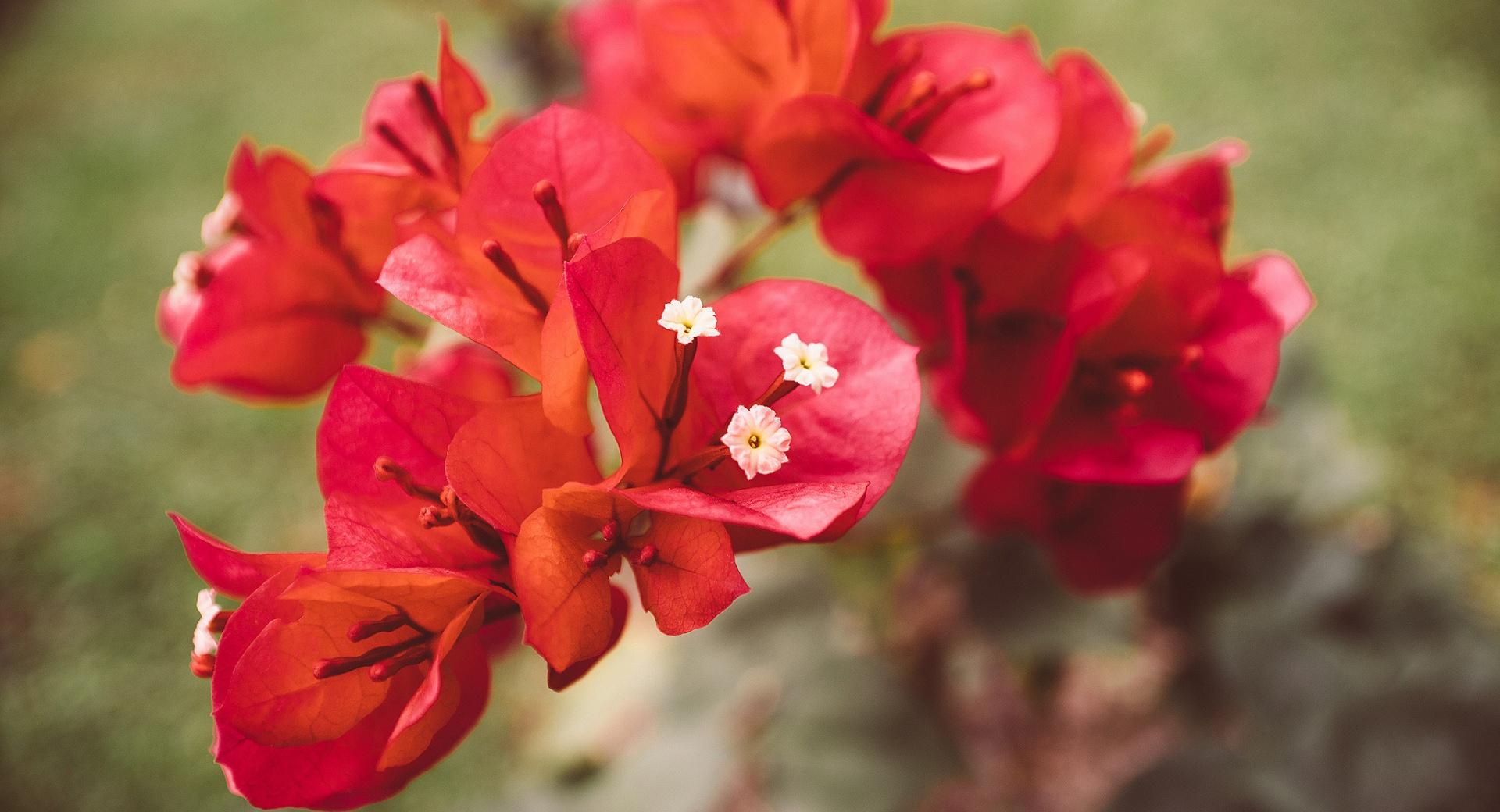 Red Bougainvillea Flowers at 1600 x 1200 size wallpapers HD quality