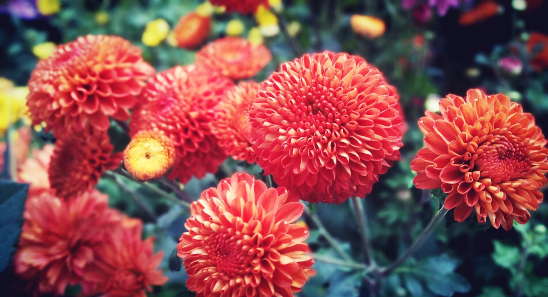 Red Bright Chrysanthemum at 1024 x 1024 iPad size wallpapers HD quality
