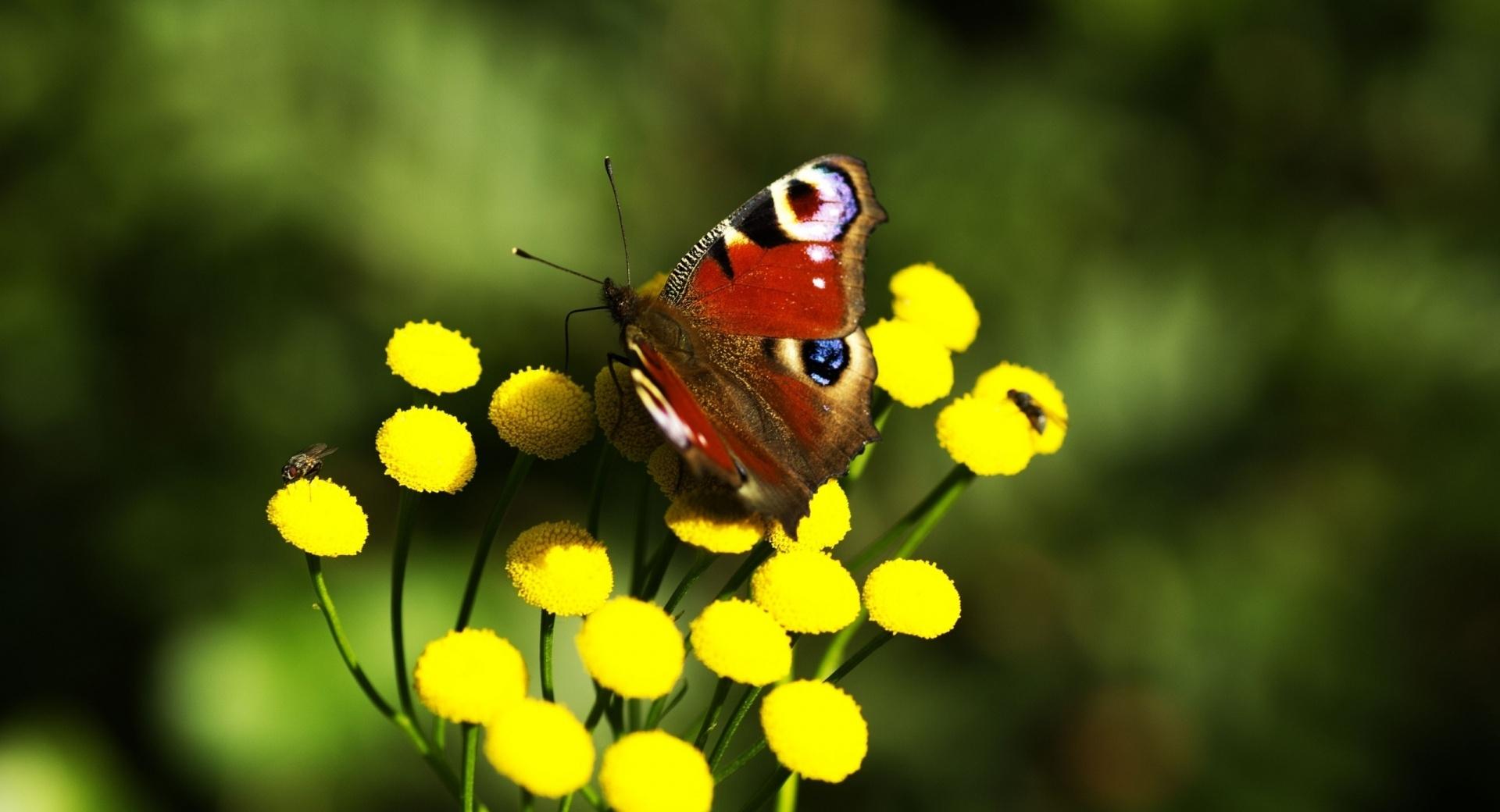 Red Butterfly at 1152 x 864 size wallpapers HD quality
