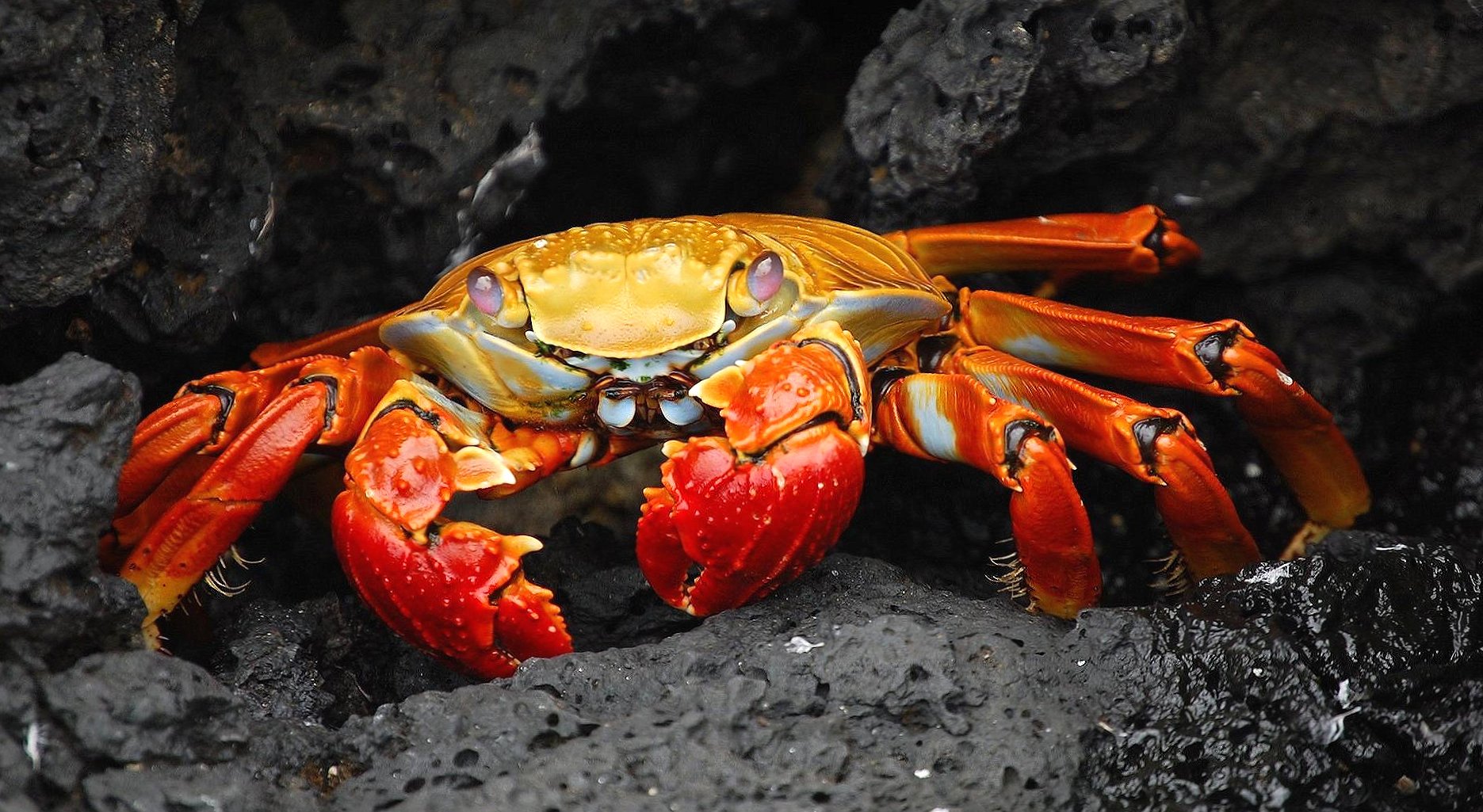 Red crab at 1152 x 864 size wallpapers HD quality