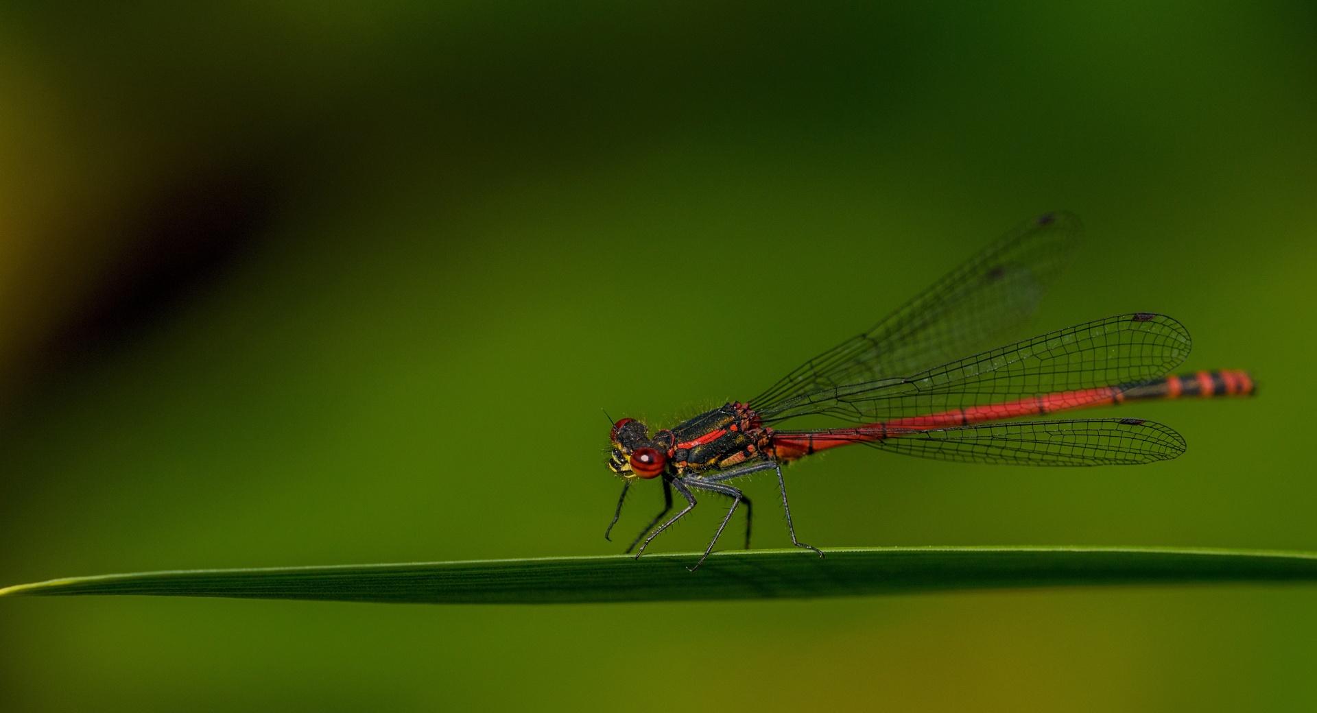 Red Damselfly at 1600 x 1200 size wallpapers HD quality
