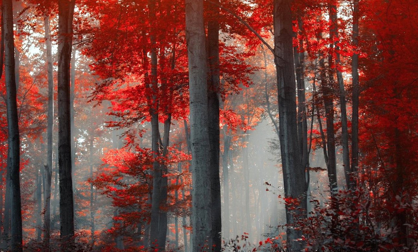 Red Forest at 320 x 480 iPhone size wallpapers HD quality