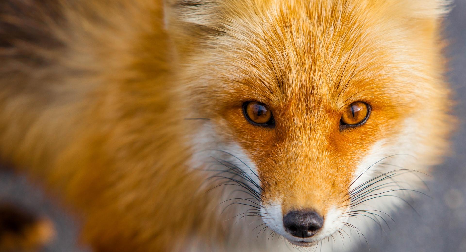 Red Fox Close-up at 1024 x 768 size wallpapers HD quality