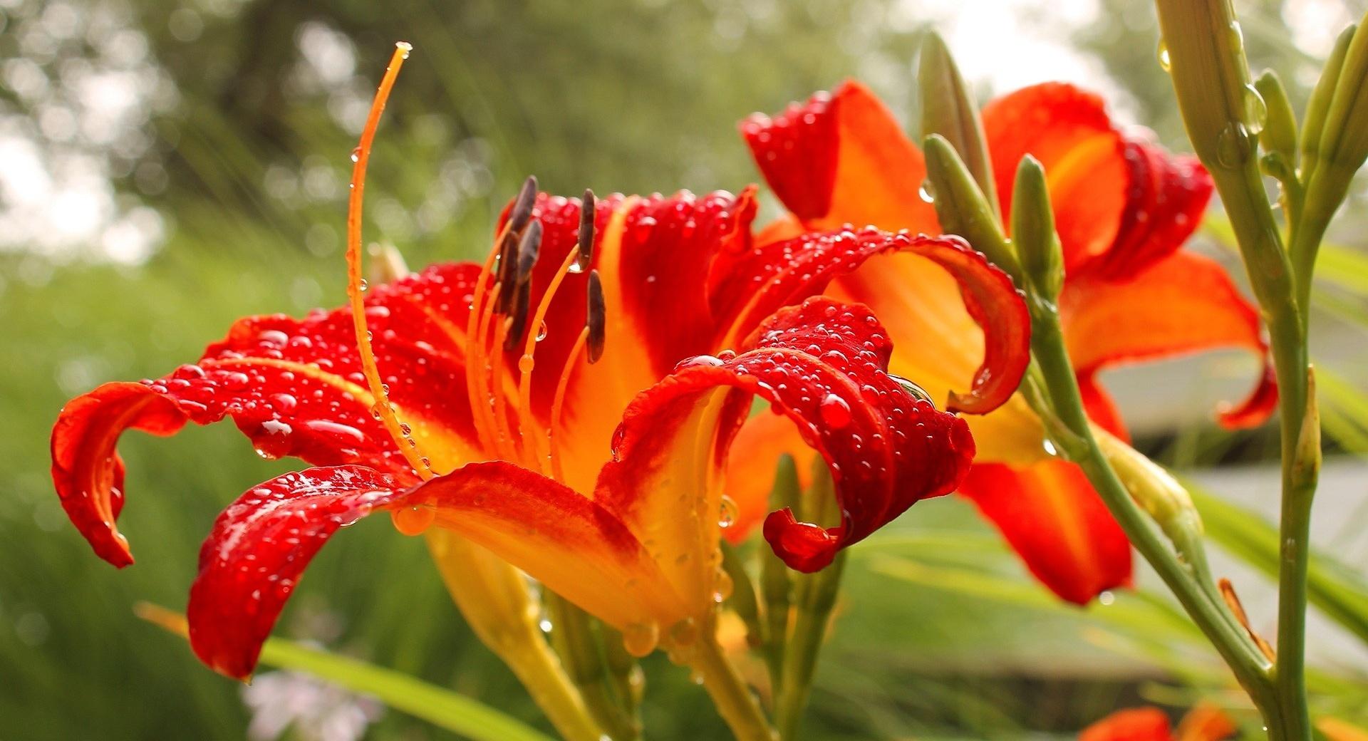 Red Lily wallpapers HD quality
