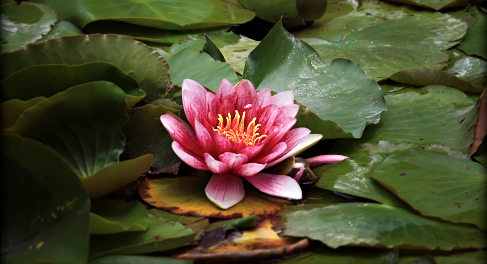 Red Lotus Resting On The Pond at 1024 x 1024 iPad size wallpapers HD quality