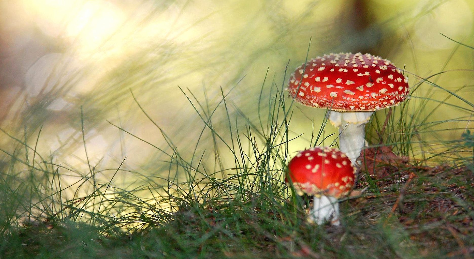 Red mushroom with white pois at 1280 x 960 size wallpapers HD quality