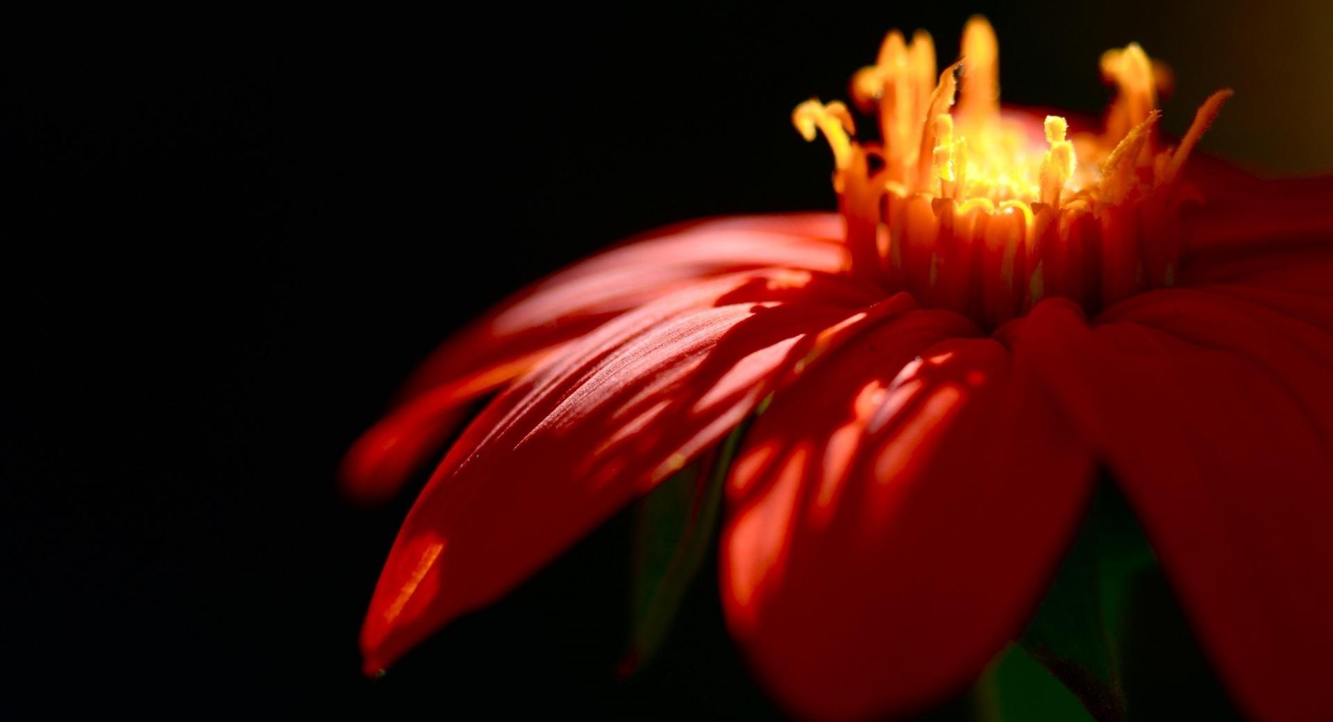 Red Petals at 320 x 480 iPhone size wallpapers HD quality