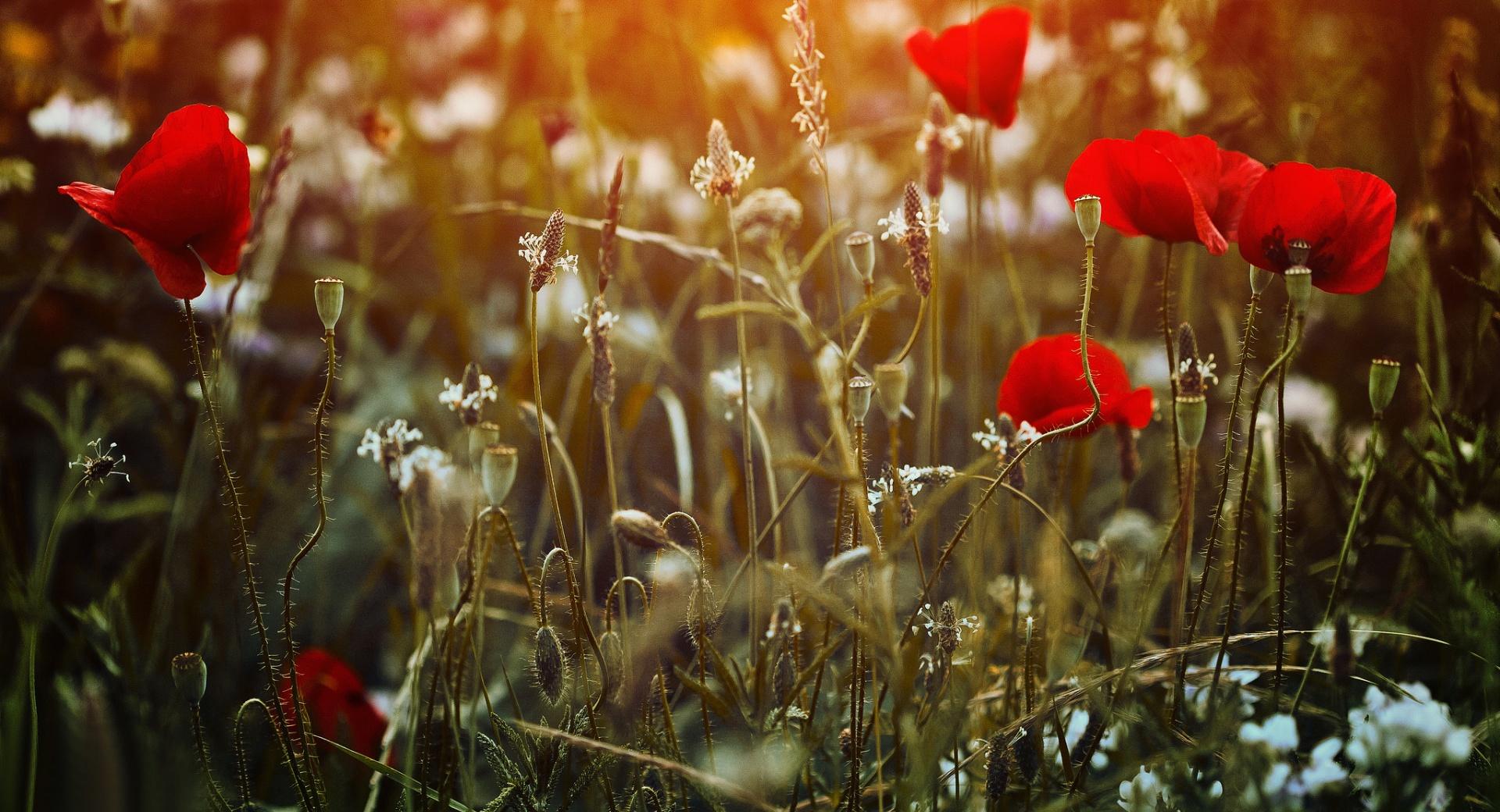 Red Poppies Desktop at 1024 x 1024 iPad size wallpapers HD quality