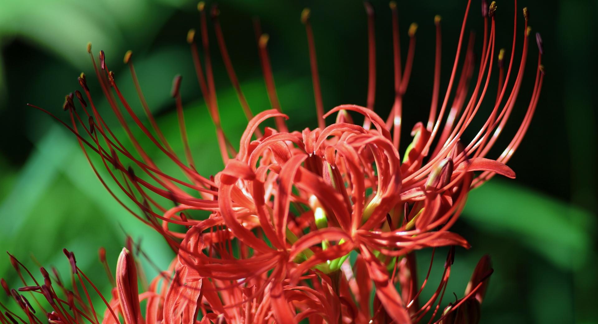 Red Spider Lily, Lycoris Radiata at 1024 x 768 size wallpapers HD quality