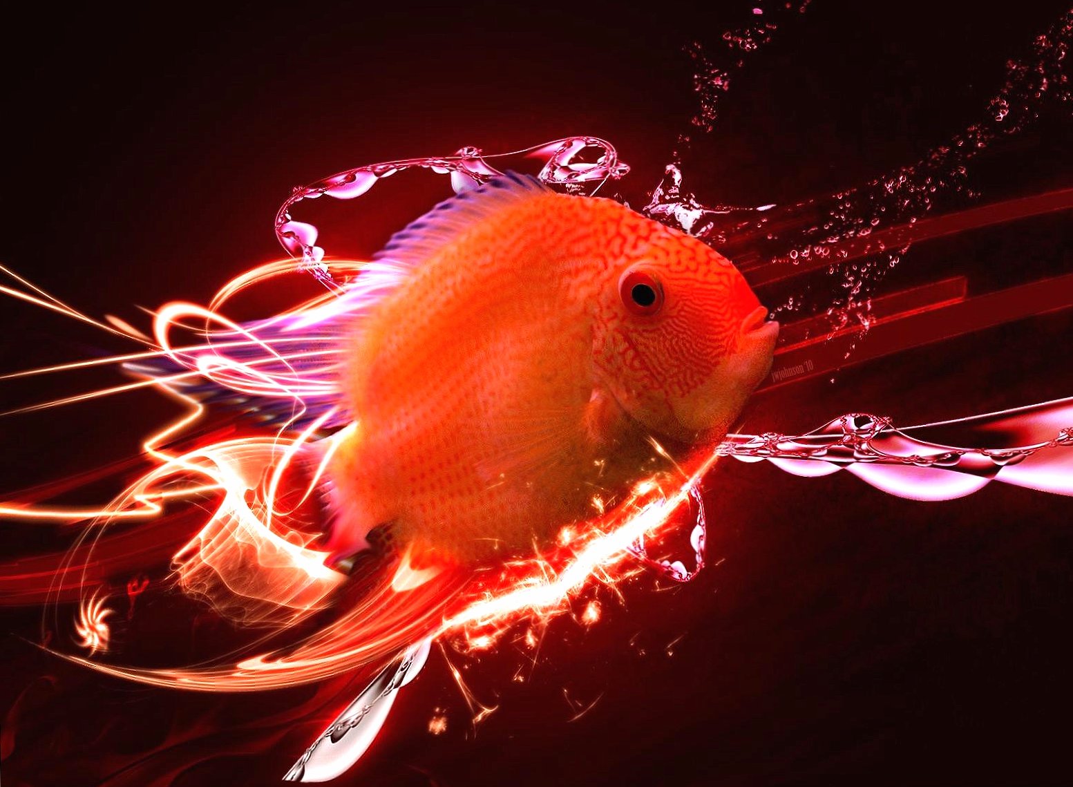 Red tropical fish abstract at 1600 x 1200 size wallpapers HD quality