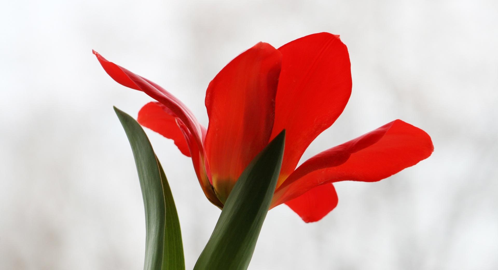 Red Tulip wallpapers HD quality