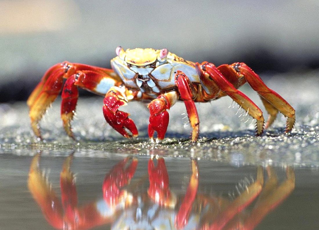 Reflected crab at 1600 x 1200 size wallpapers HD quality