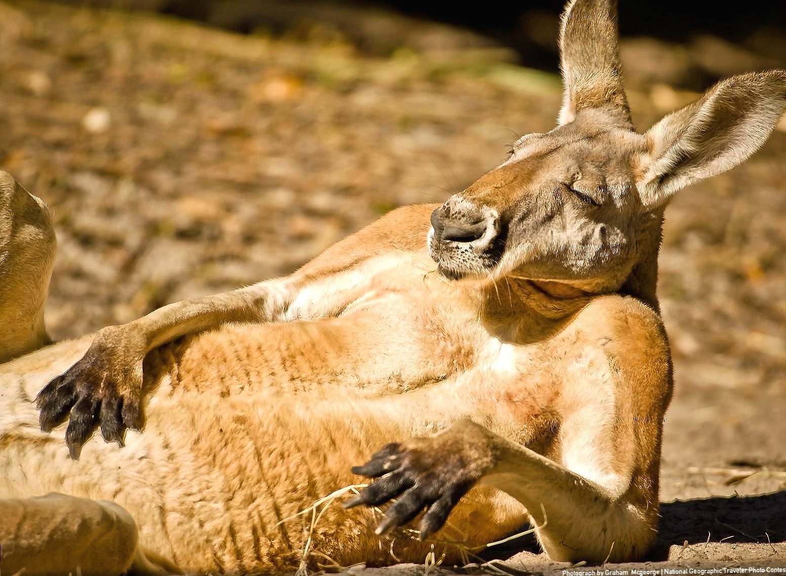 Relaxed kangaroo at 2048 x 2048 iPad size wallpapers HD quality
