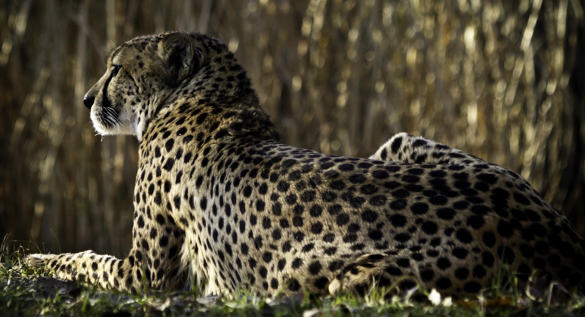 Resting Cheetah at 750 x 1334 iPhone 6 size wallpapers HD quality
