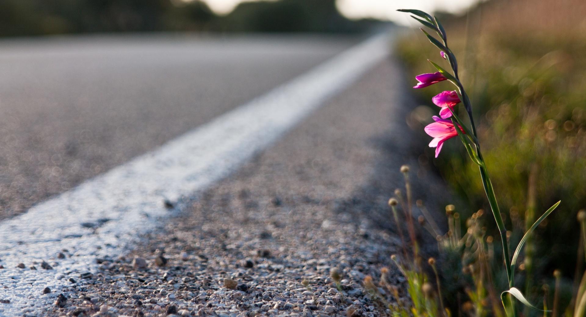 Roadside Flower at 1280 x 960 size wallpapers HD quality