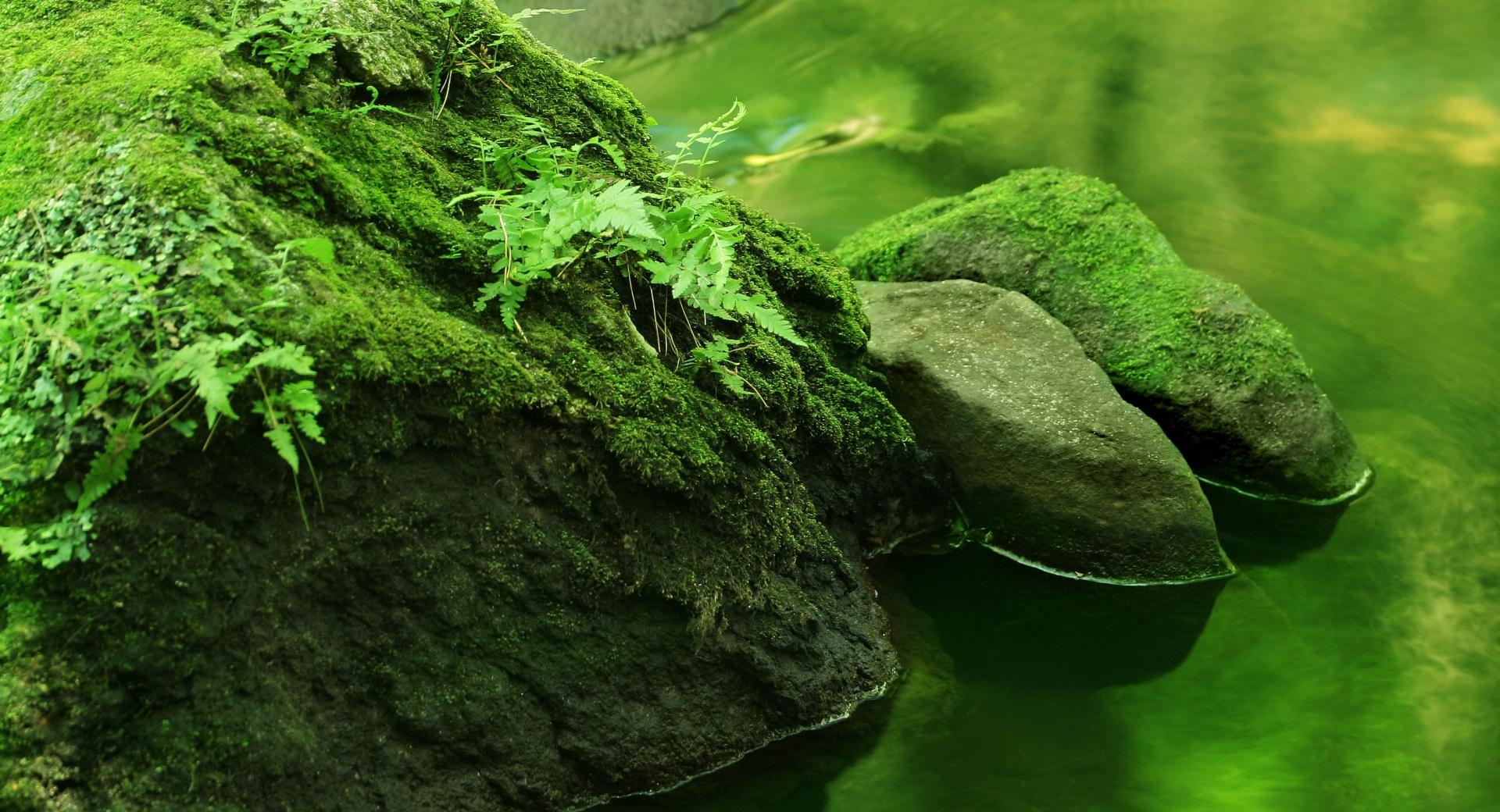 Rocks Covered In Moss at 1600 x 1200 size wallpapers HD quality