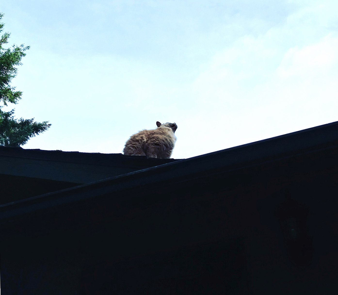 Roof Cat at 2048 x 2048 iPad size wallpapers HD quality