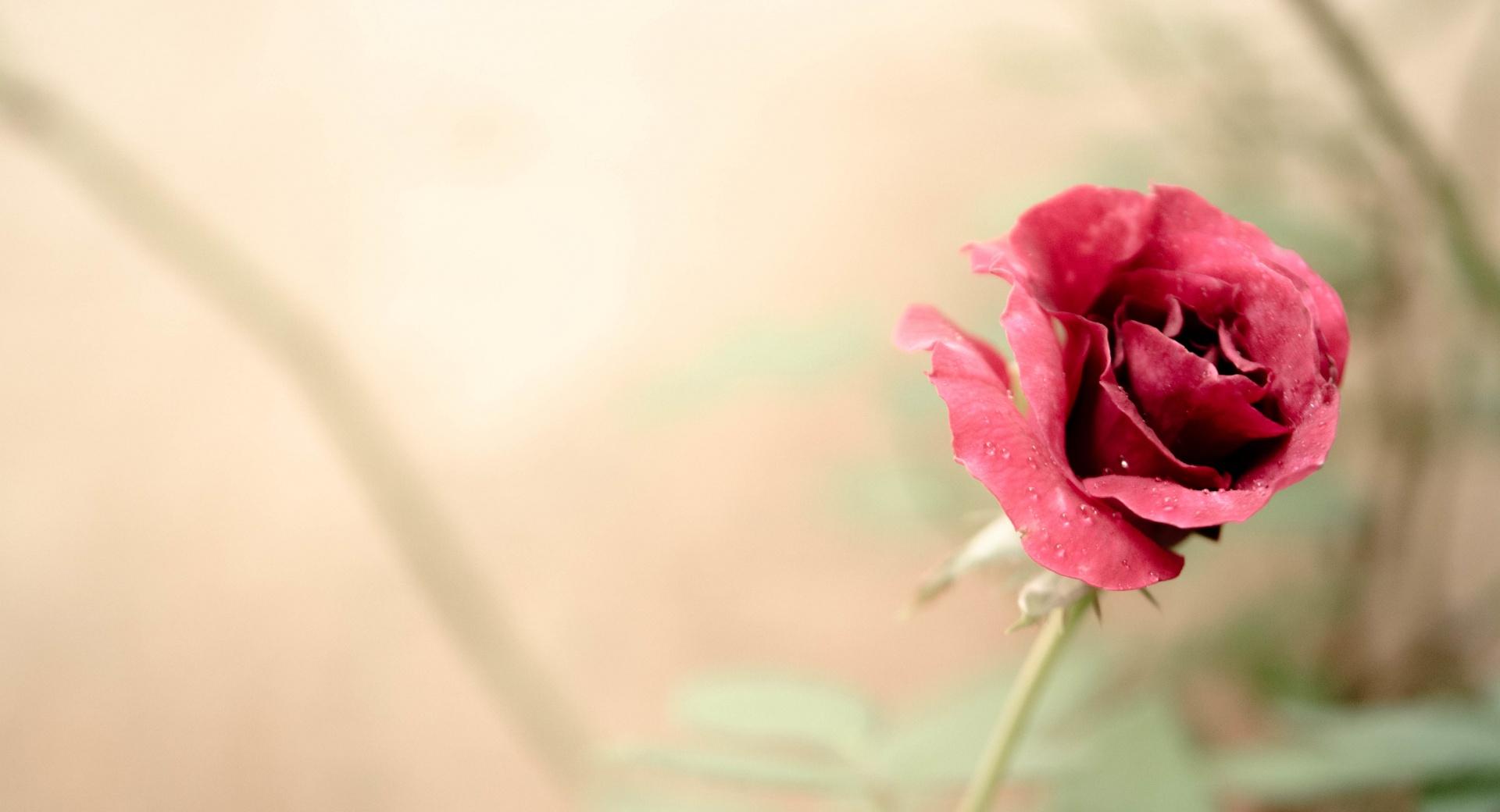 Rose Flower at 640 x 1136 iPhone 5 size wallpapers HD quality