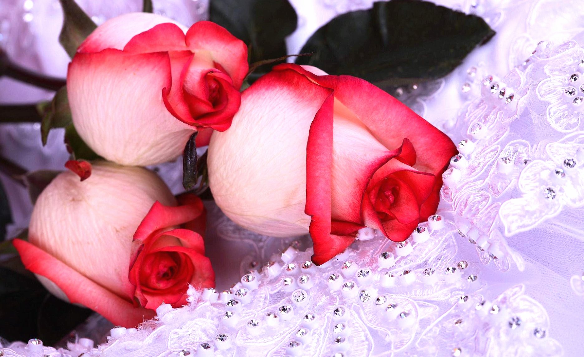 Rosebuds at 1152 x 864 size wallpapers HD quality