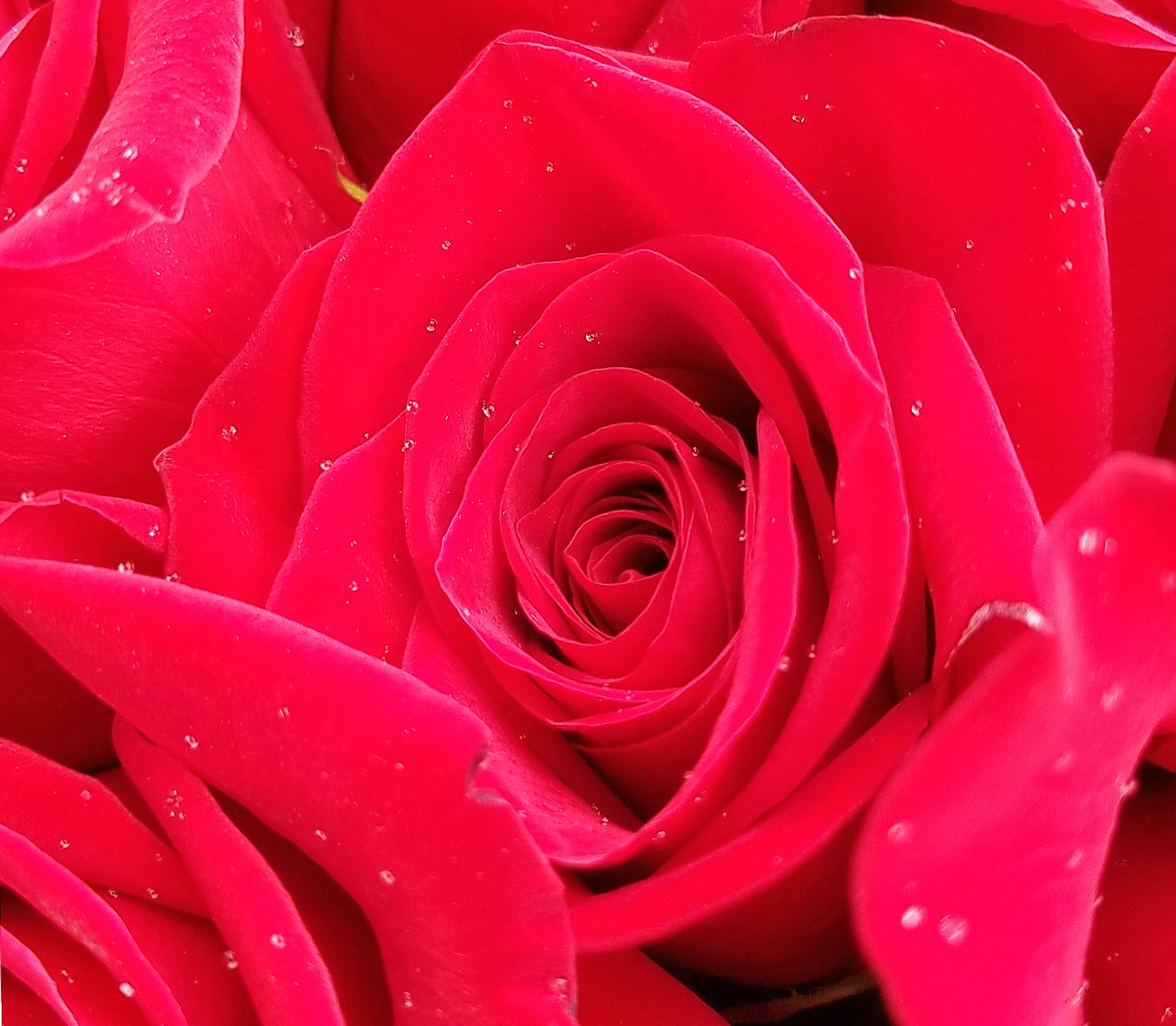 Roses wallpapers HD quality