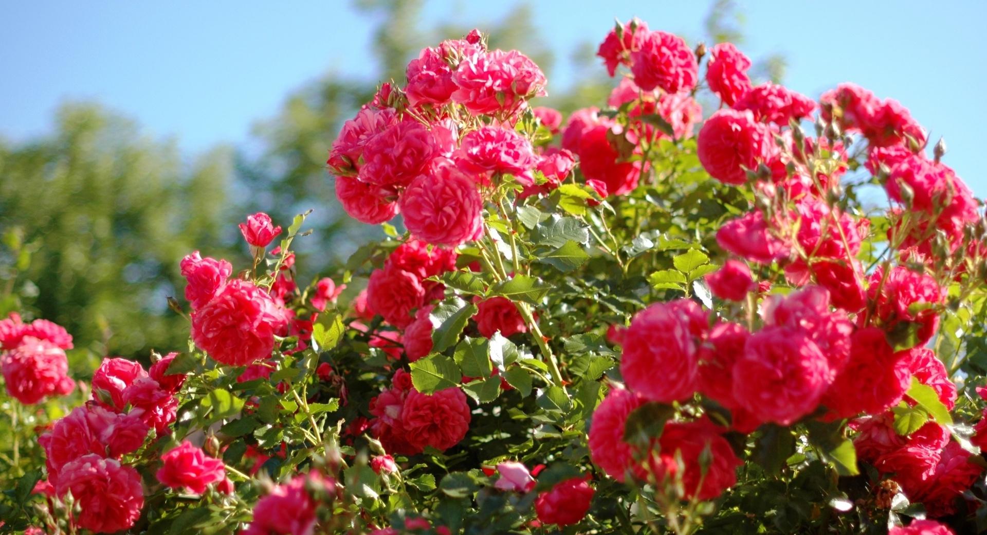 Roses Bush at 640 x 1136 iPhone 5 size wallpapers HD quality