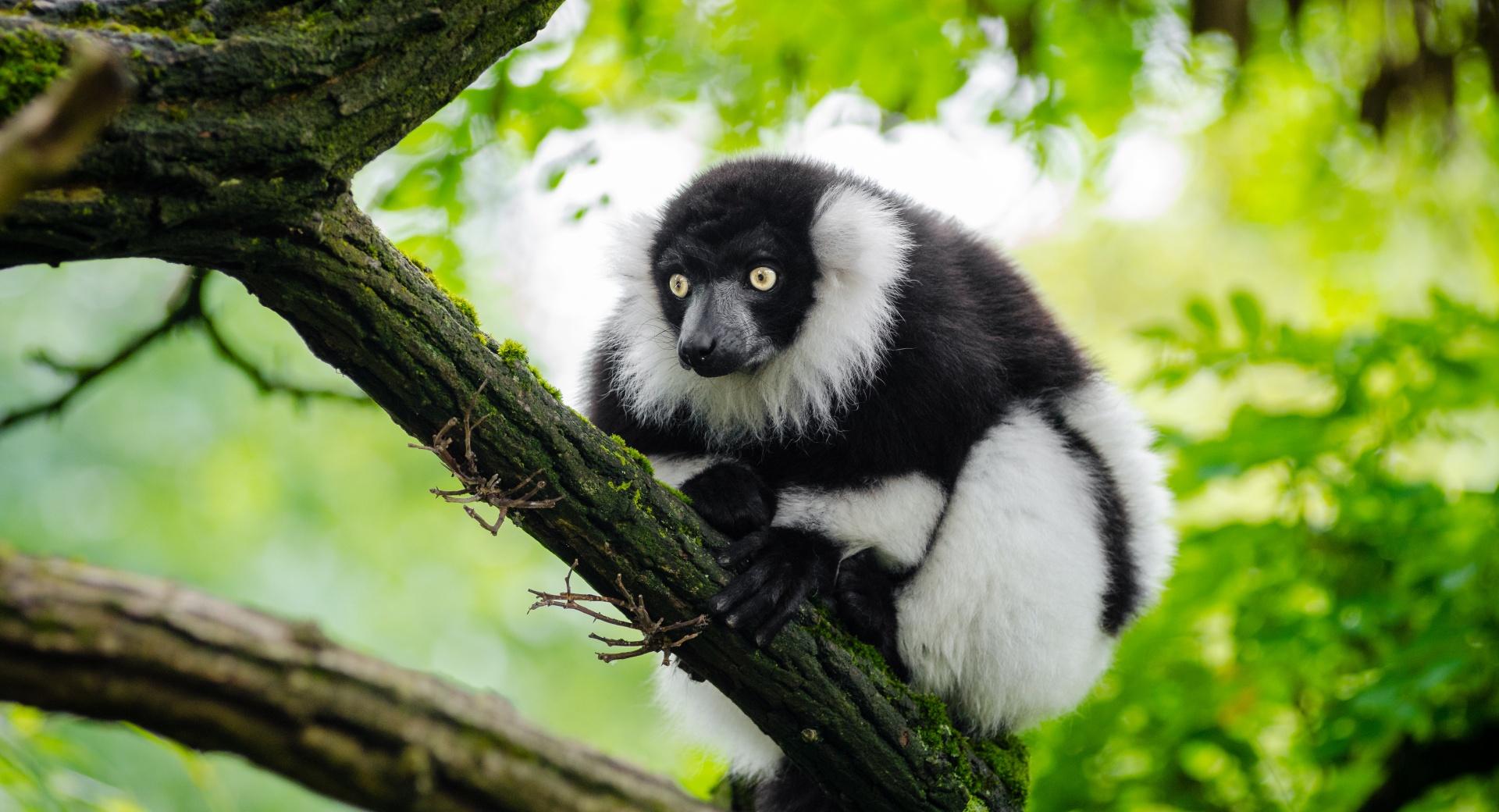 Ruffed Lemur at 640 x 1136 iPhone 5 size wallpapers HD quality