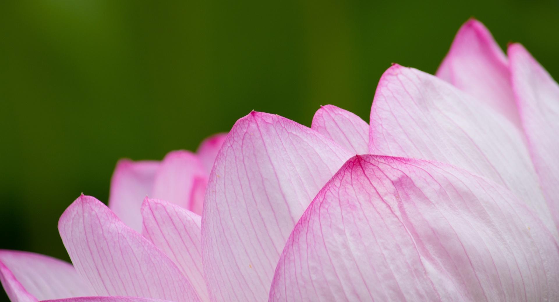 Sacred Lotus at 1024 x 1024 iPad size wallpapers HD quality