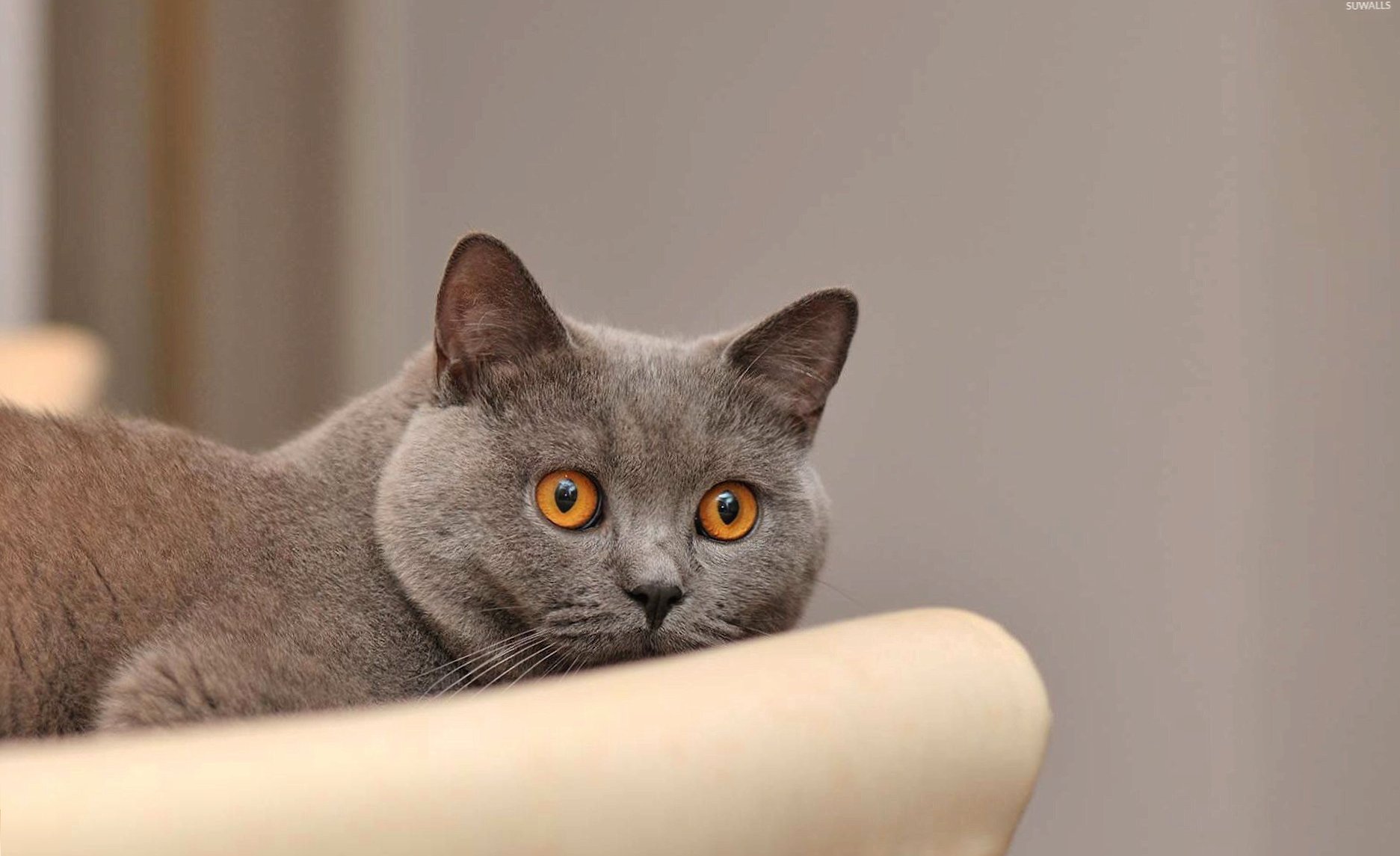 Scared gray cat at 1280 x 960 size wallpapers HD quality