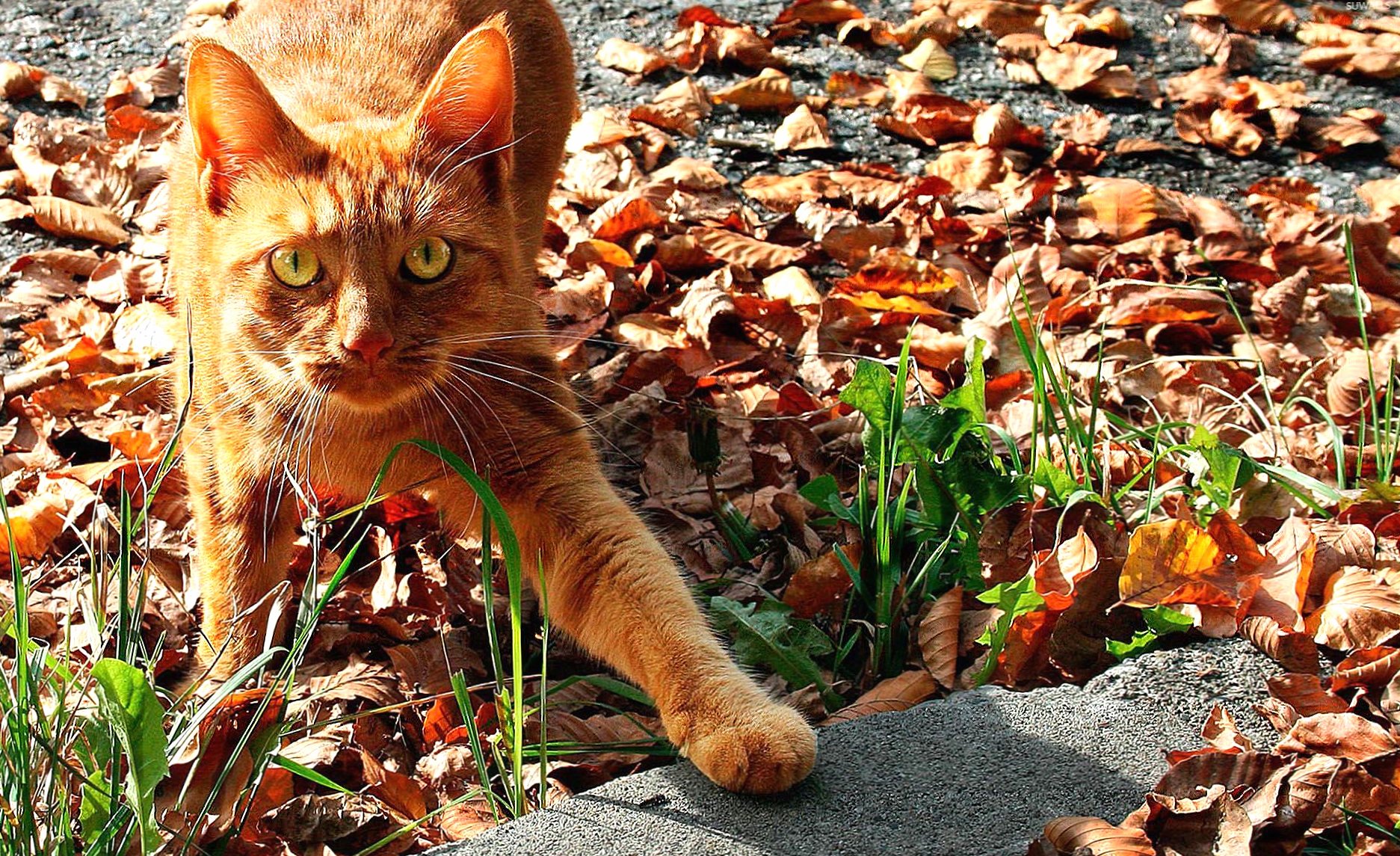 Scared orange cat in the leaves at 640 x 960 iPhone 4 size wallpapers HD quality