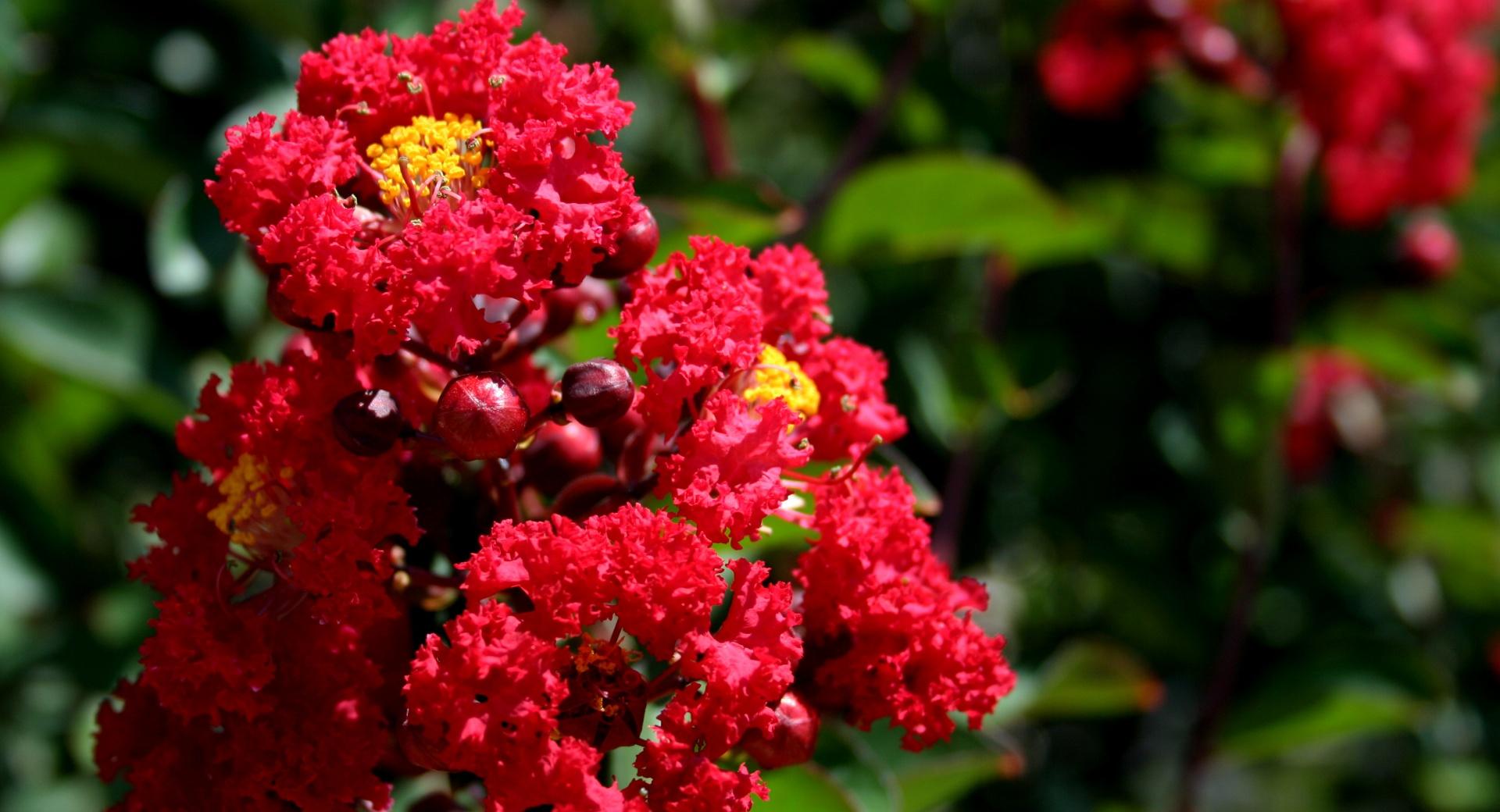 Scarlet Crepe Myrtle at 1600 x 1200 size wallpapers HD quality