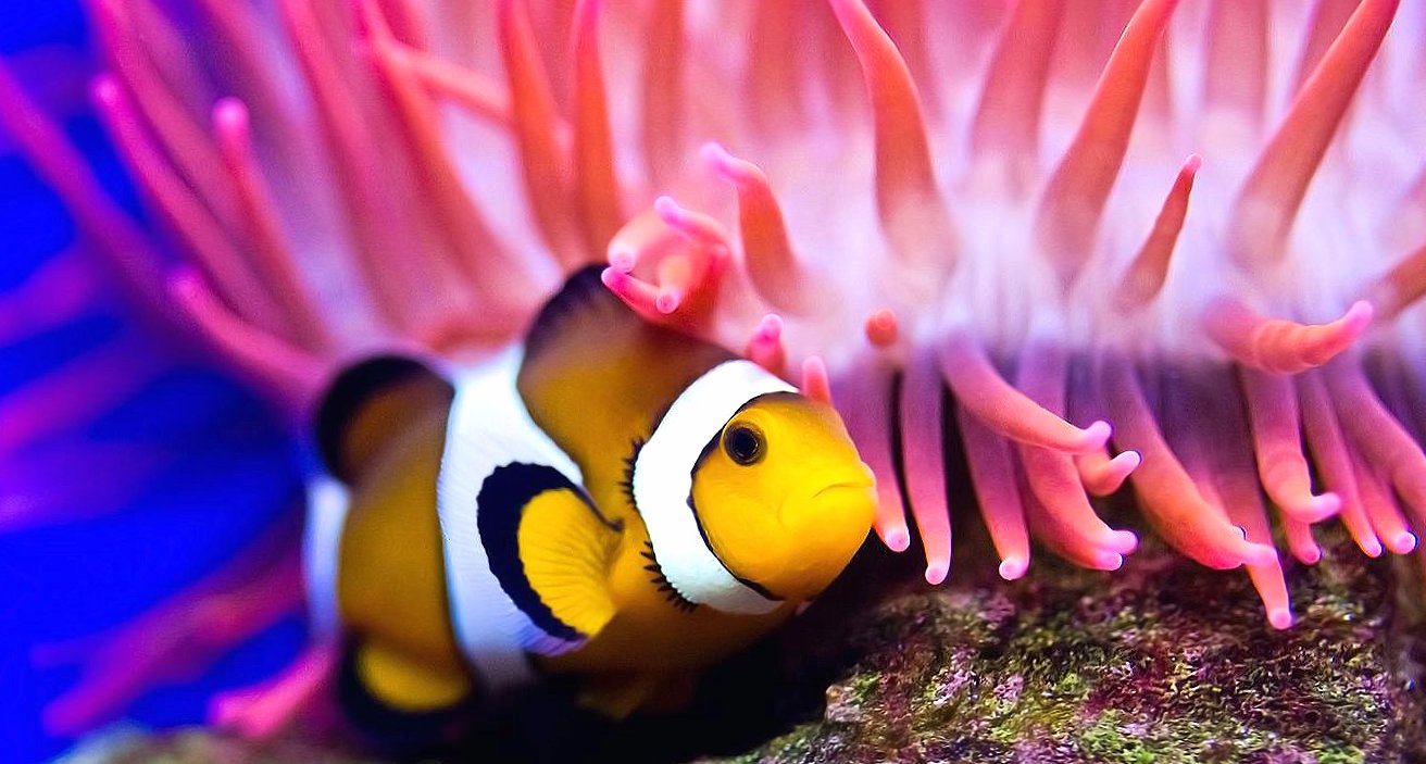 Sea coral anemone fish at 320 x 480 iPhone size wallpapers HD quality