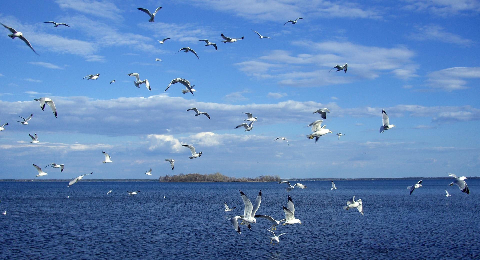 Seagulls In Flight at 1152 x 864 size wallpapers HD quality