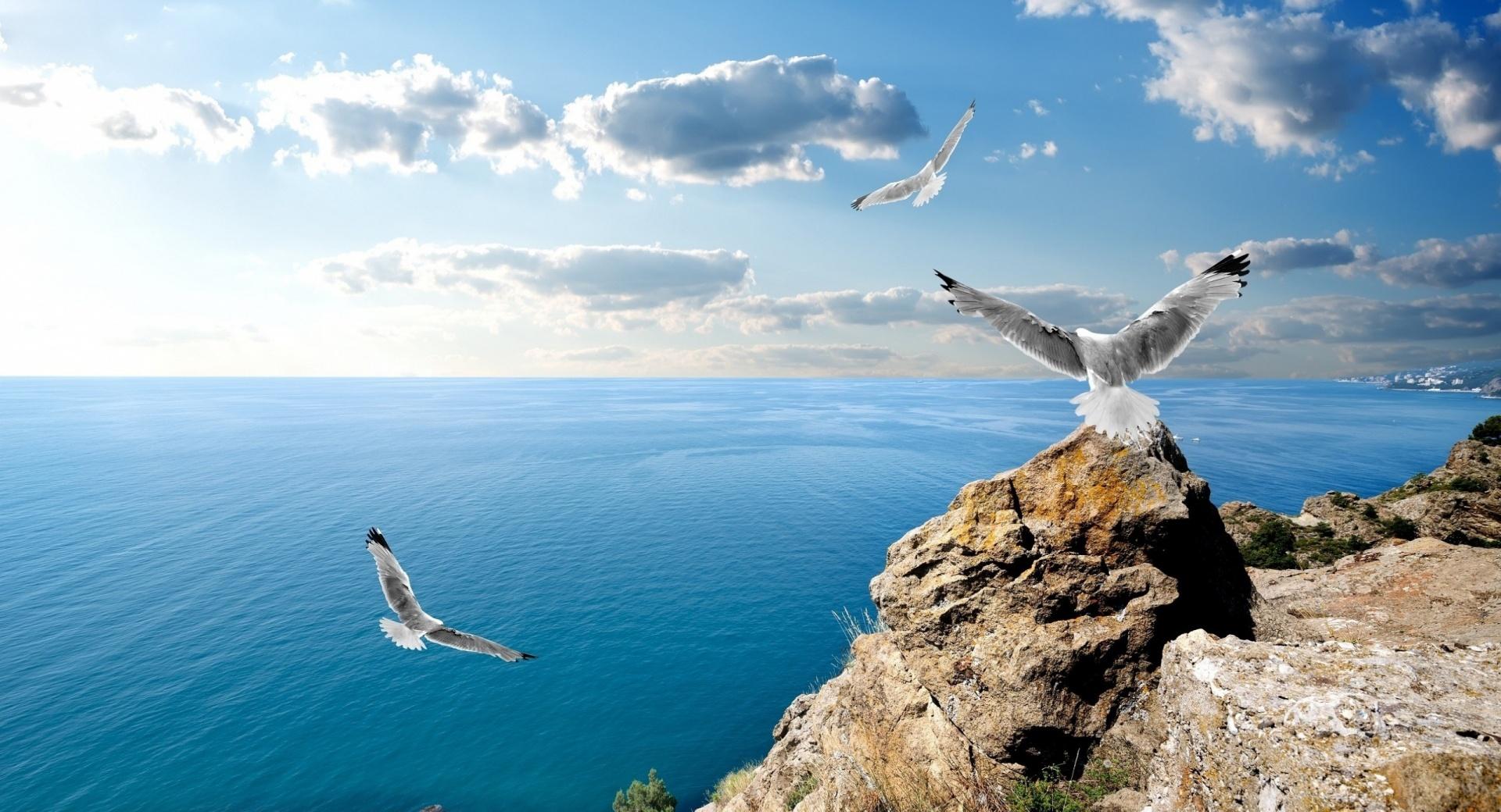 Seagulls On Rock wallpapers HD quality