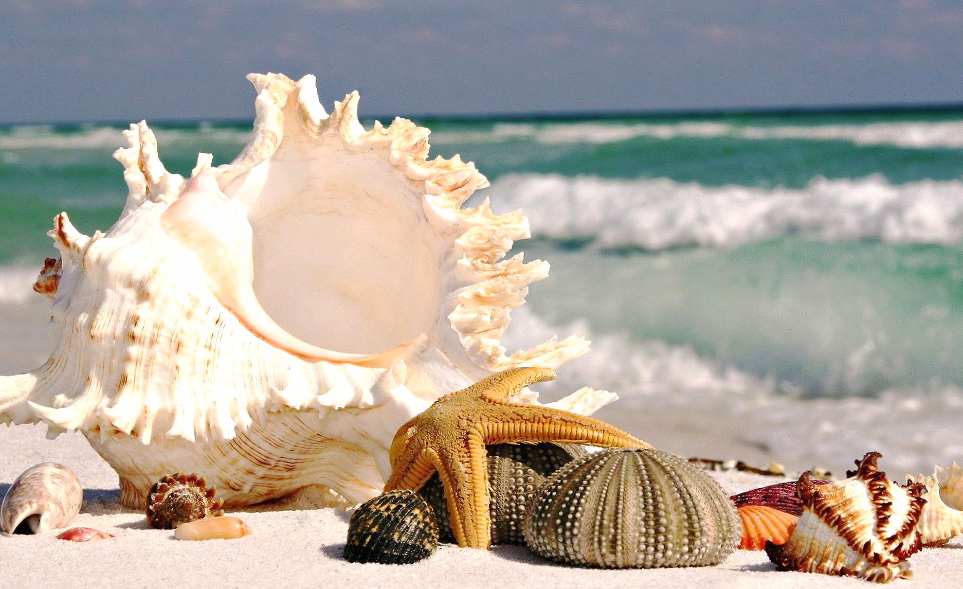 Shells and sea star at 1600 x 1200 size wallpapers HD quality