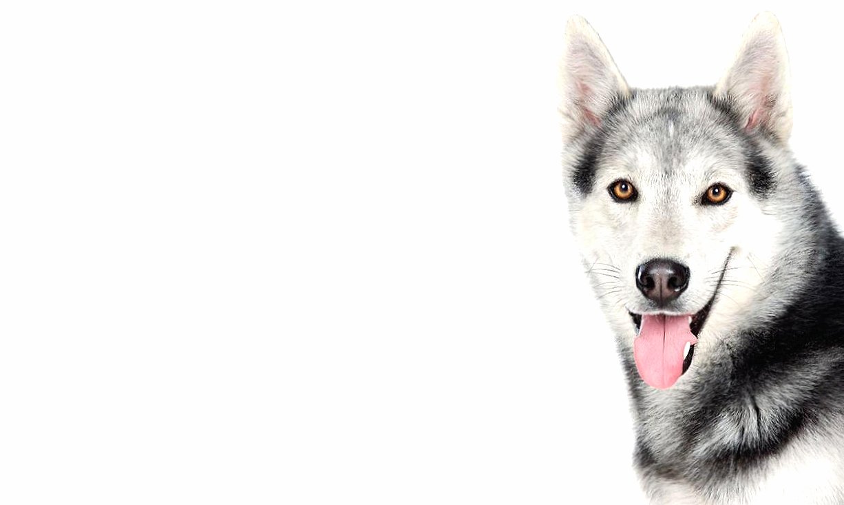 Siberian husky dog at 2048 x 2048 iPad size wallpapers HD quality