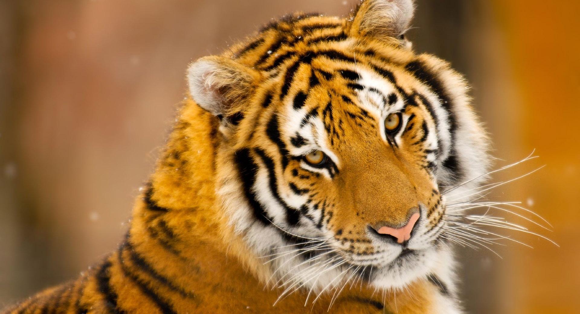 Siberian Tiger Wild Animal at 1024 x 1024 iPad size wallpapers HD quality