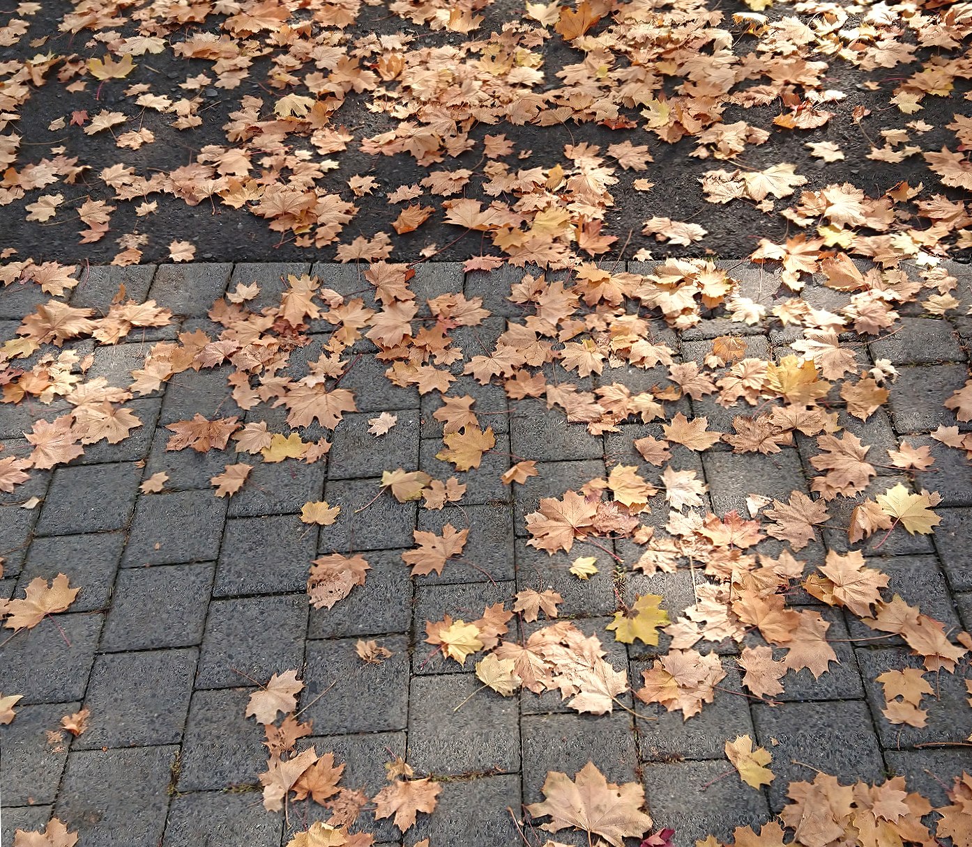 Sidewalk in autumn at 1024 x 1024 iPad size wallpapers HD quality