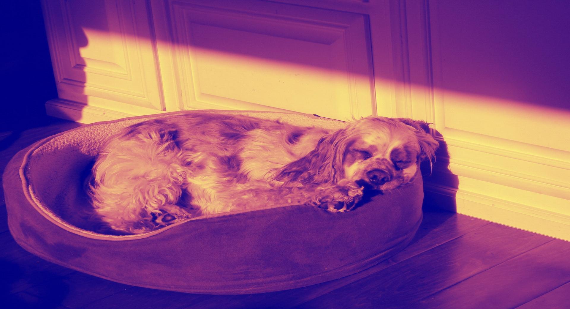 Sleeping Dog - Amber at 2048 x 2048 iPad size wallpapers HD quality