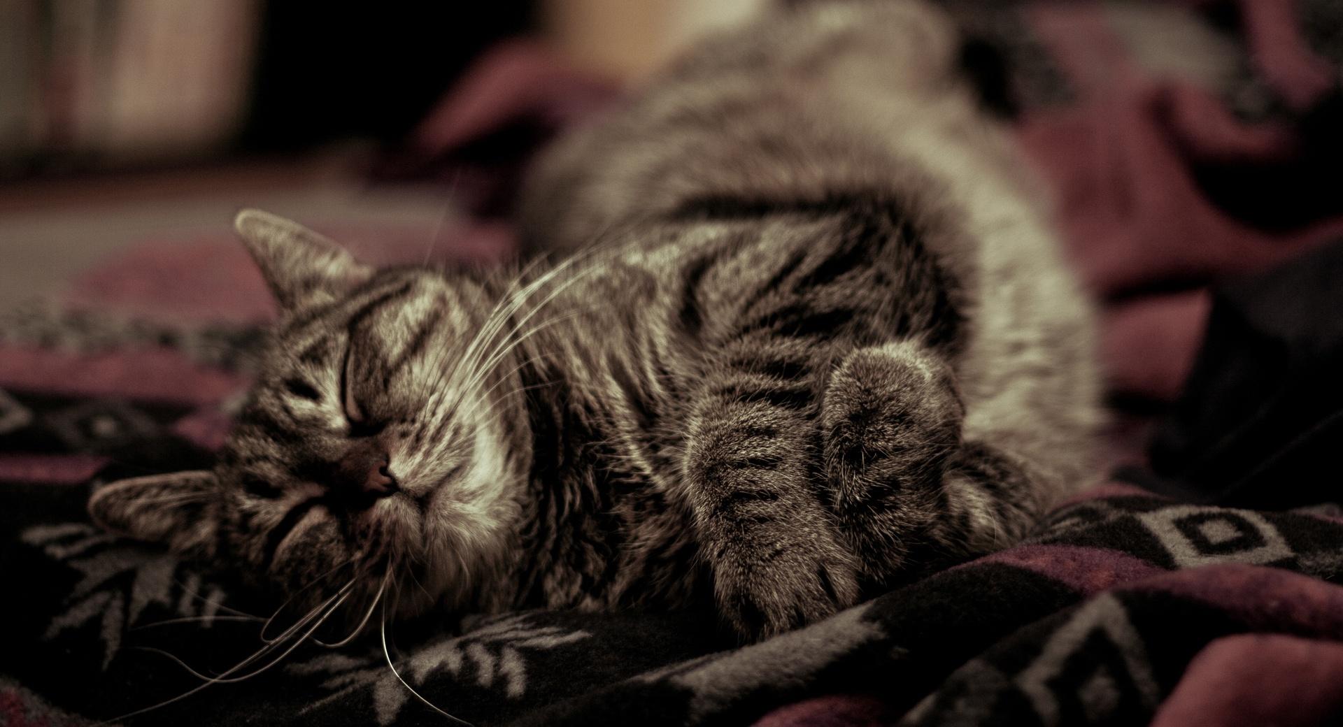 Sleeping Kitty at 1280 x 960 size wallpapers HD quality