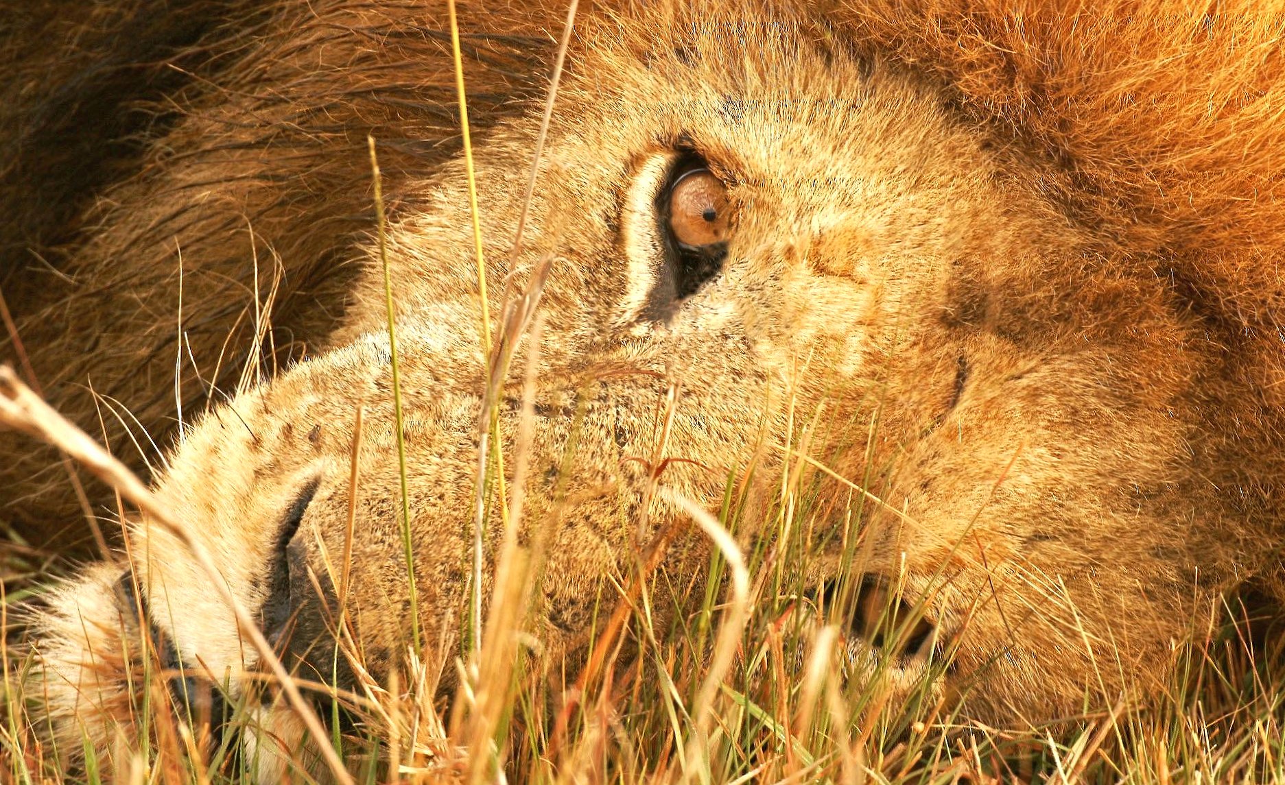 Sleeping lion head at 1024 x 768 size wallpapers HD quality