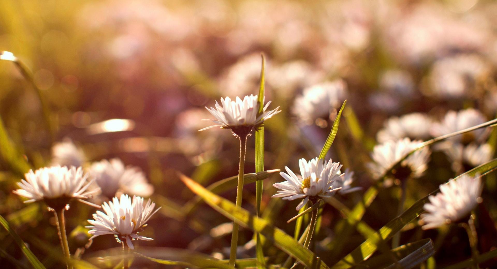 Small Daisies at 640 x 960 iPhone 4 size wallpapers HD quality