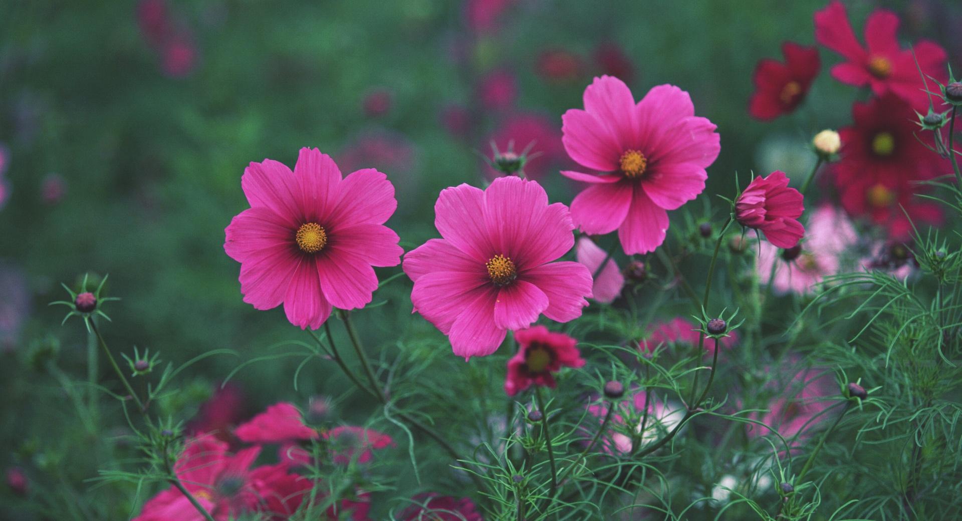 Small Pink Flowers at 750 x 1334 iPhone 6 size wallpapers HD quality